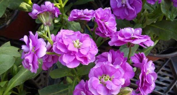 让爱之花盛放——请爱我吧的花语（以什么花的花语是请爱我吧）