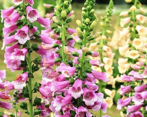 夏季毛地黄种植与安全（毛地黄怎么度夏季安全）