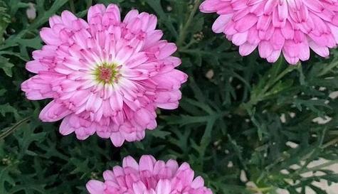 热情绽放的花朵（以太阳花为主题的灿烂花语）