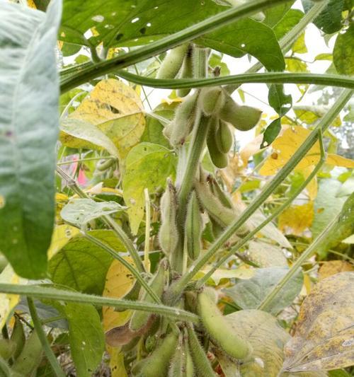 从毛豆的种子到丰收——毛豆生长过程剖析（种植）
