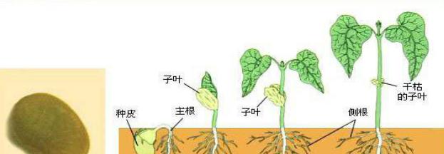 从毛豆的种子到丰收——毛豆生长过程剖析（种植）