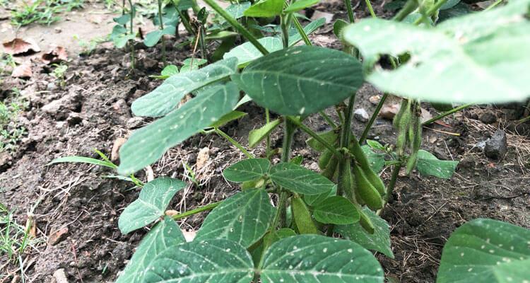 毛豆生长周期揭秘（探究毛豆的生长周期、发芽、生长速度、开花、结果及收获等规律）