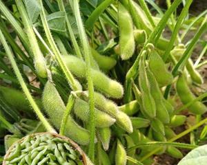 毛豆种子的外观及特征（从形态）