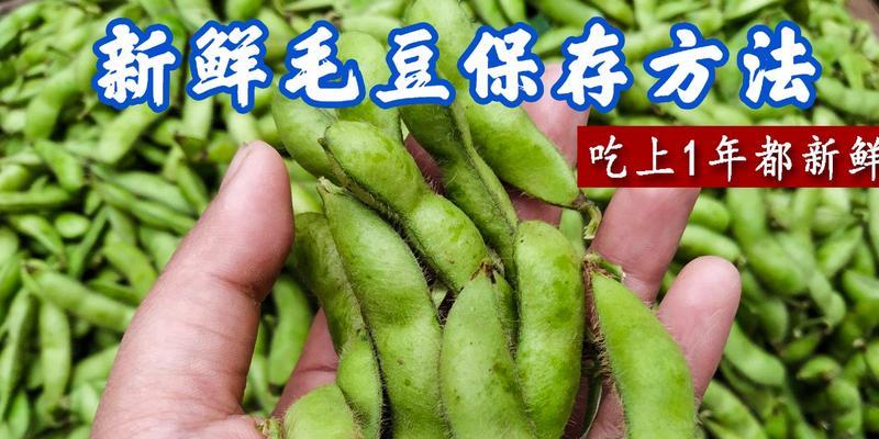 毛豆的冷冻保存方法（如何让毛豆新鲜滋味长时间保留）