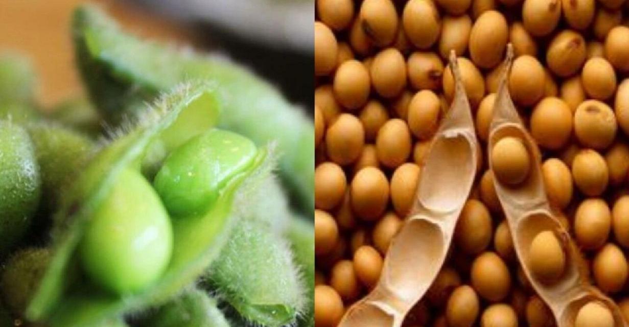 毛豆成熟的时间（了解毛豆的成熟期和采摘时间）