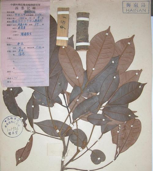 毛豆的性质（毛豆到底是热性还是凉性）
