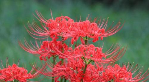 守护之花——以白色康乃馨的花语为主题的文章（守护爱情）