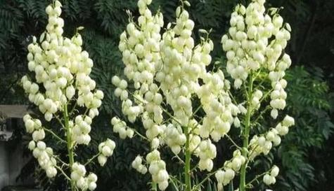 守护之花——以白色康乃馨的花语为主题的文章（守护爱情）