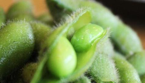 毛豆是双子叶植物吗（毛豆的形态特征）