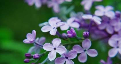 思念之花——白色玫瑰的花语（用白色玫瑰诠释思念之情）