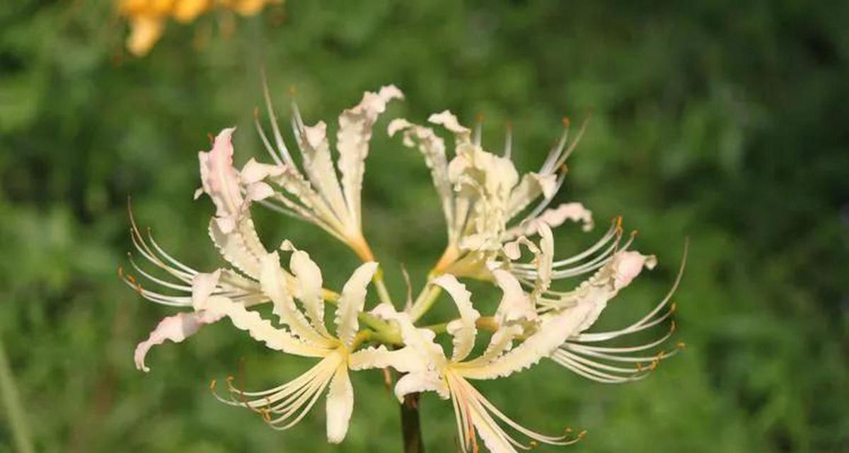 思念与等待的花语——以紫丁香为例（永恒的思念与坚定的等待）
