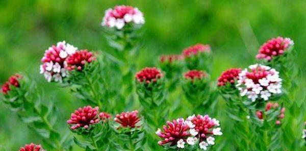 顽强的力量——以玫瑰花的花语为主题的文章（绽放坚强）