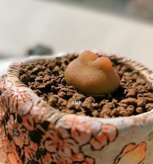 养护植物必读——毛汉尼的浇水周期（了解毛汉尼的浇水规律）