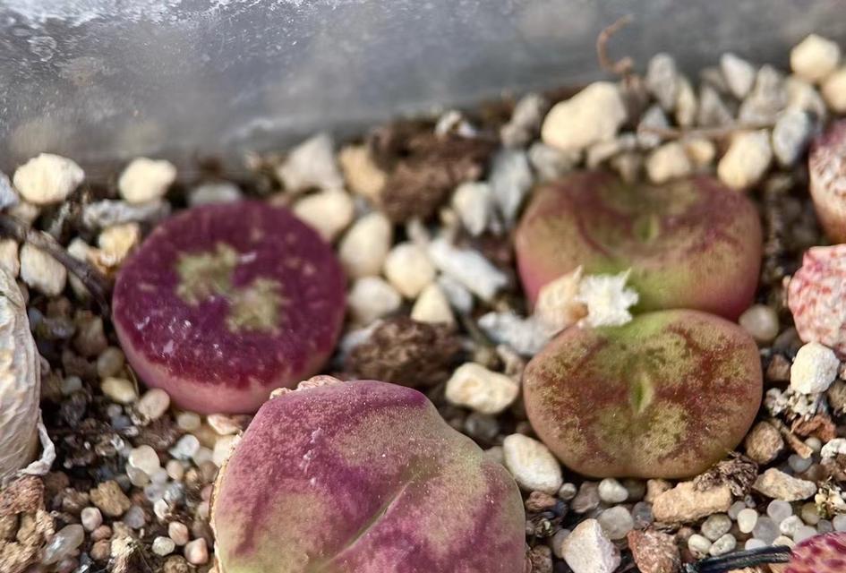 毛汉尼的花期长短及栽培技巧（探究毛汉尼的开花周期）