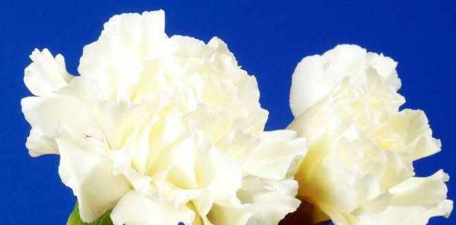 忘了我——以百合花的花语探讨遗忘与释放（探索内心的真正平静）