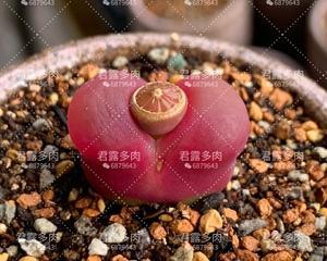 如何成功养殖毛汉尼鱼（从扁胖到出色）