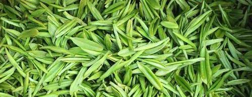 毛尖茶采摘时间与收获季节（了解茶叶生长的关键）