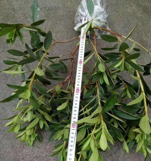 毛鹃病虫害的防治技术与方法（全面防控毛鹃病虫害）