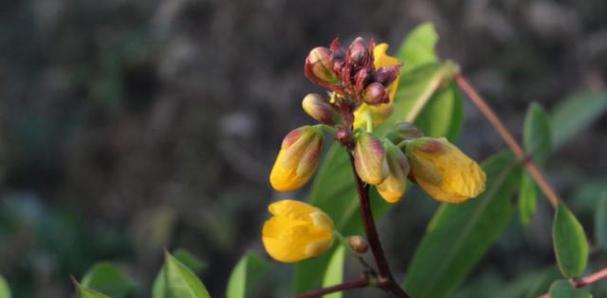 探秘毛拉——神奇的多肉植物（了解毛拉的特点、生态和养护）