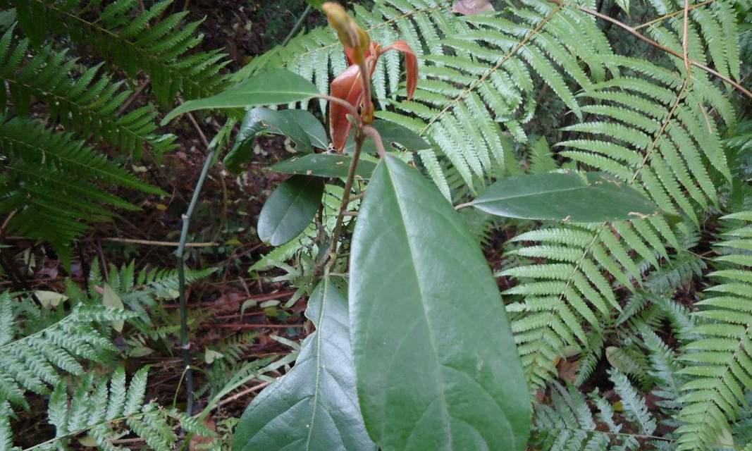 探秘毛拉——神奇的多肉植物（了解毛拉的特点、生态和养护）