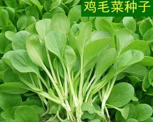 毛毛菜的种植和营养价值（了解毛毛菜的生长过程和营养成分）