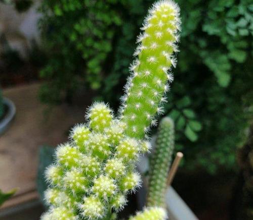 毛毛虫开花时间解析（探秘毛毛虫开花的季节和月份）