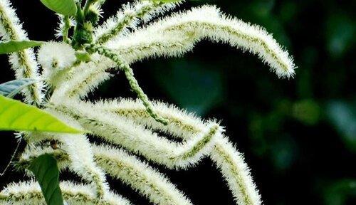毛毛虫开花时间解析（探秘毛毛虫开花的季节和月份）
