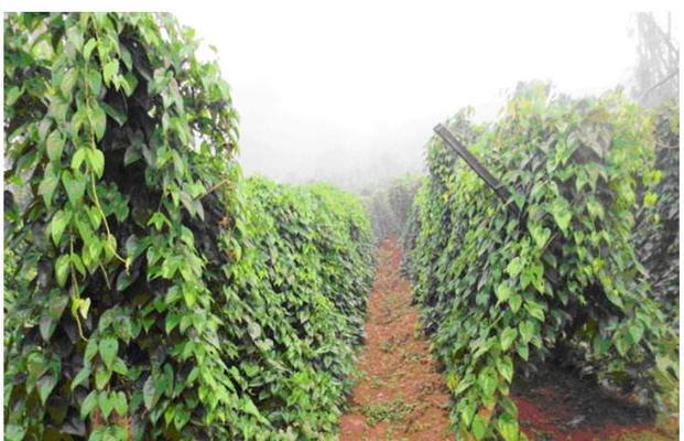 毛薯种植全攻略（从选地到收获）