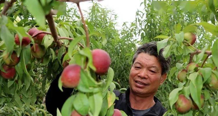 毛桃成熟期及采摘时间详解（毛桃品尝美味）