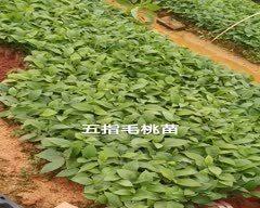 毛桃种子的种植方法（从播种到成活的全过程）