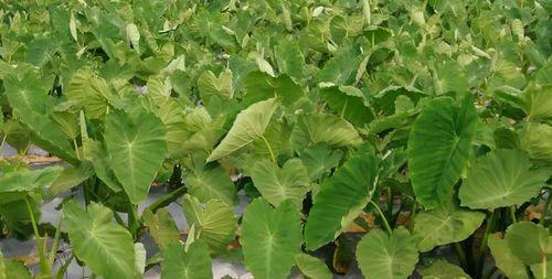 毛芋头的种植时间及注意事项（春季或秋季种植）