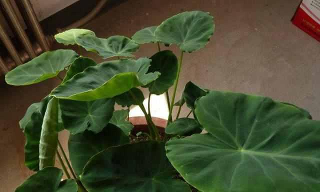 毛芋头的种植时间及注意事项（春季或秋季种植）