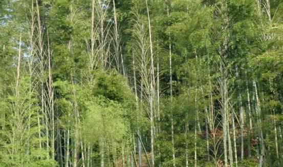 毛竹在北方的种植实践（毛竹适应北方气候）