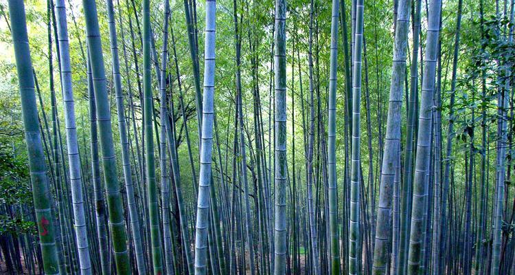 毛竹在北方的种植实践（毛竹适应北方气候）