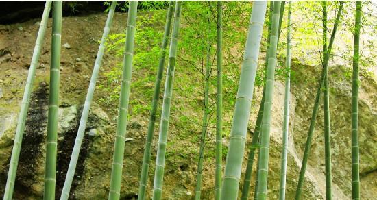 毛竹在北方的种植实践（毛竹适应北方气候）