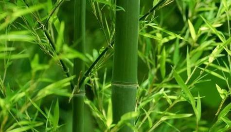 毛竹生长环境及生长地方条件（了解毛竹的生态特点与种植技巧）