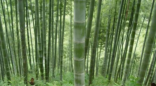 毛竹生长环境及生长地方条件（了解毛竹的生态特点与种植技巧）