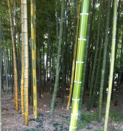 毛竹的生长周期及相关知识（从幼苗到成熟）