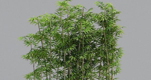 毛竹的生长周期及相关知识（从幼苗到成熟）