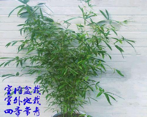 毛竹的低温适应能力（寒冬来临）