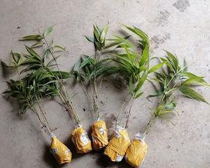 毛竹的低温适应能力（寒冬来临）