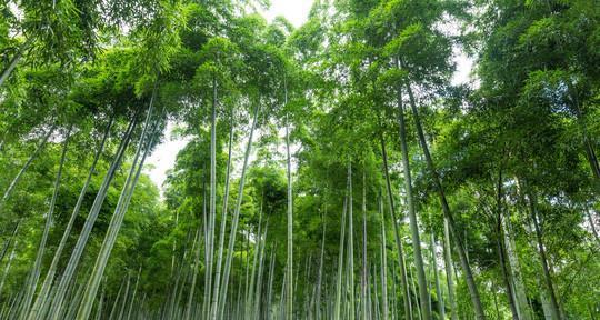 毛竹的生长环境条件及特点（探究毛竹的适应性和生长特性）