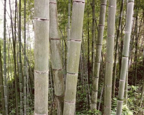 毛竹的生长环境条件及特点（探究毛竹的适应性和生长特性）
