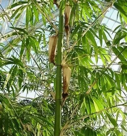 毛竹的种植时间和注意事项（种植毛竹的最佳时间和技巧）