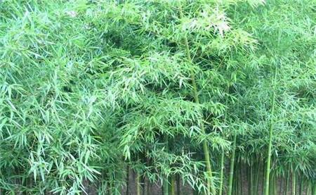 毛竹的种植时间和注意事项（种植毛竹的最佳时间和技巧）