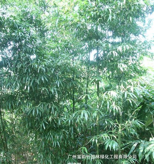 毛竹是草本还是木本（探究毛竹的特点和分类）