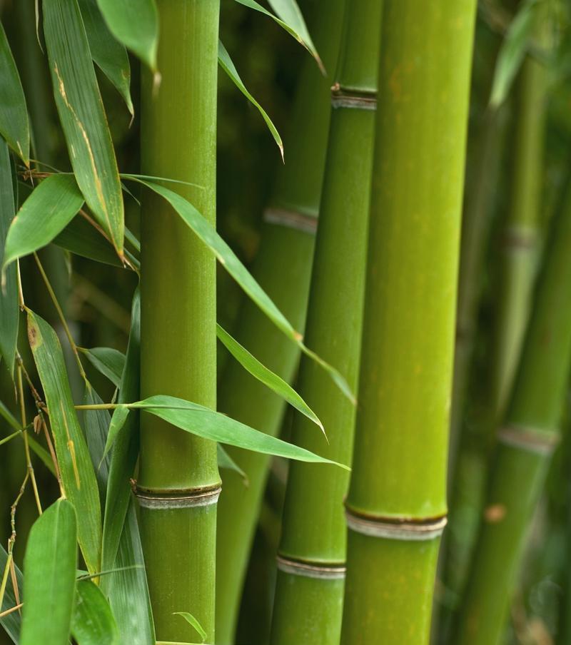 毛竹是草本植物还是木本植物（探讨毛竹的分类及特性）