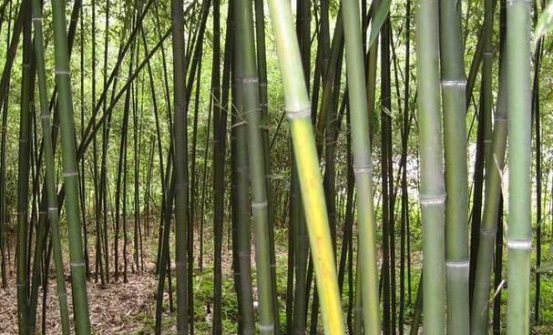 毛竹，中国优良竹种（探究毛竹的特点和应用）
