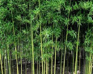 毛竹，中国优良竹种（探究毛竹的特点和应用）