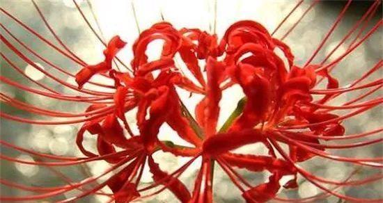 永别的花语——以白百合为主题的文章（告别的祝福与感悟）